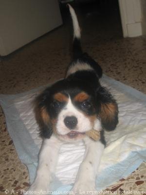 Photo de Cavalier king charles spaniel