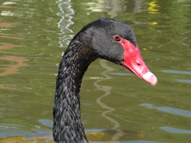 Photo de Cygne