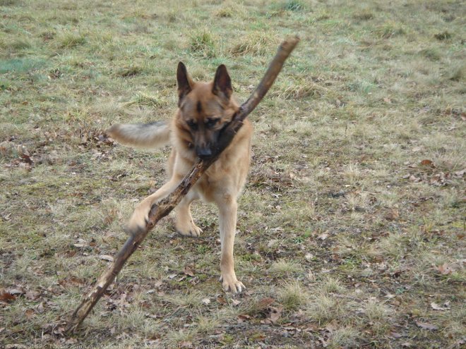 Photo de Berger allemand  poil court