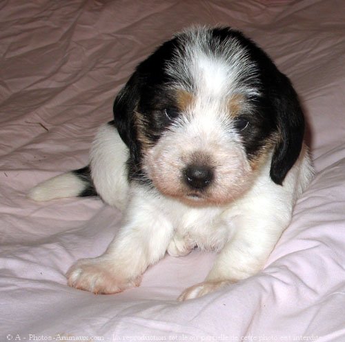 Photo de Petit basset griffon venden