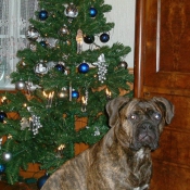 Photo de Bullmastiff