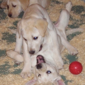 Photo de Labrador retriever