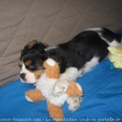 Photo de Cavalier king charles spaniel