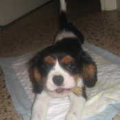 Photo de Cavalier king charles spaniel