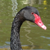 Photo de Cygne