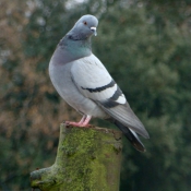 Photo de Pigeon