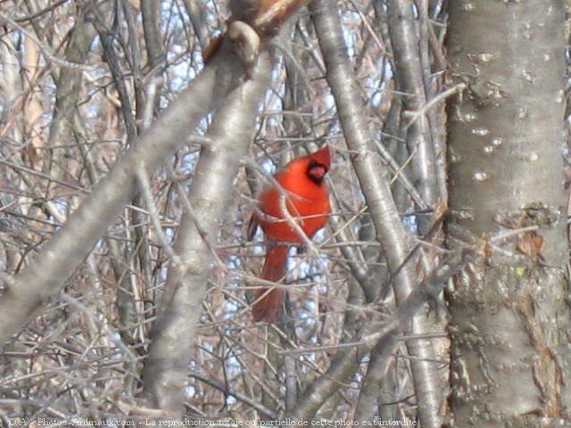 Photo de Cardinal rouge