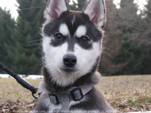 Photo de Husky siberien