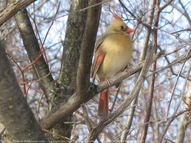 Photo de Cardinal rouge