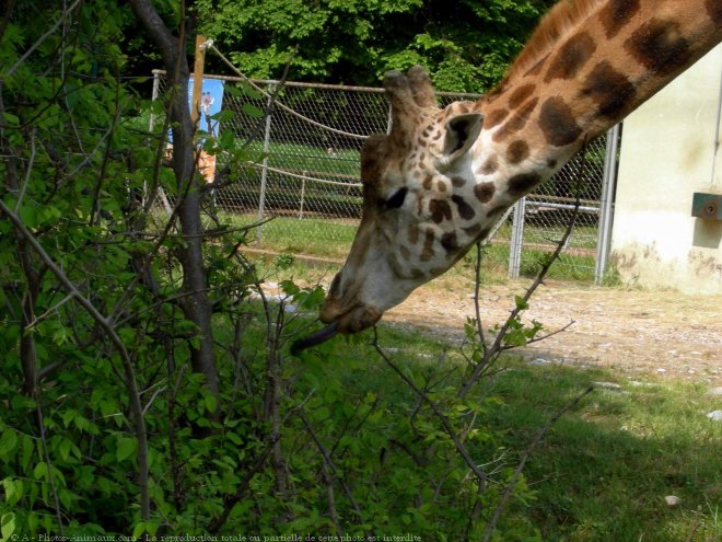 Photo de Girafe