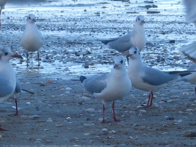 Photo de Mouette