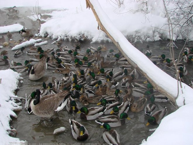 Photo de Canard colvert