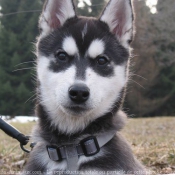 Photo de Husky siberien