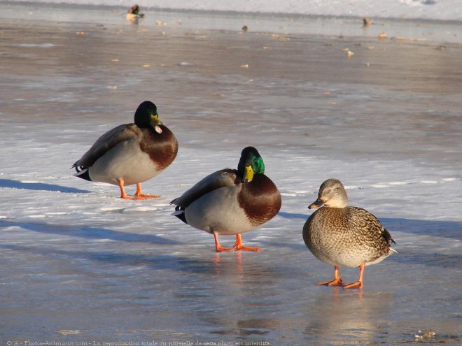 Photo de Canard colvert