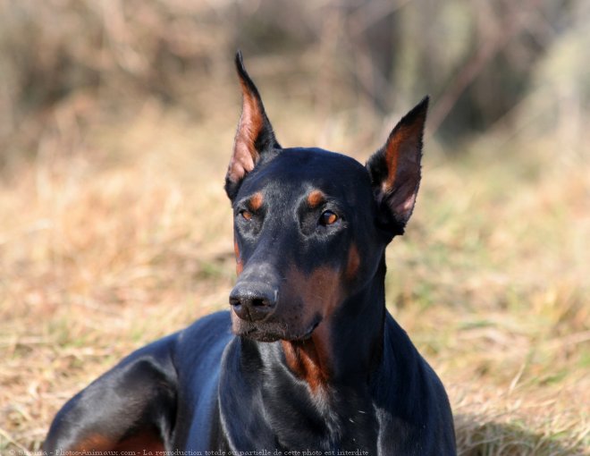 Photo de Dobermann