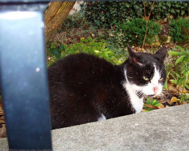 Photo de Chat domestique