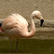 Photo de Flamand rose