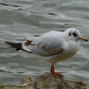 Photo de Mouette