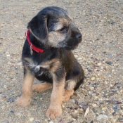 Photo de Border terrier