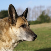 Photo de Berger allemand  poil court