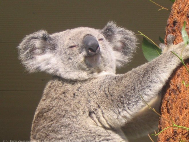 Photo de Koala