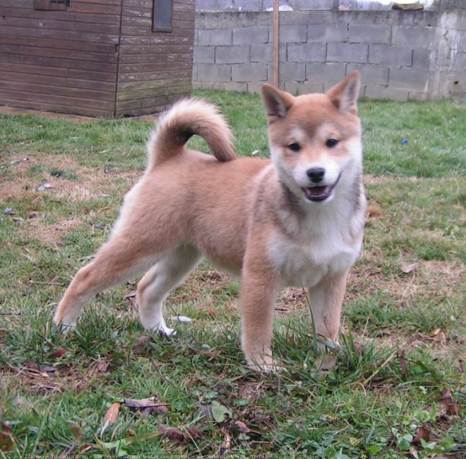 Photo de Shiba