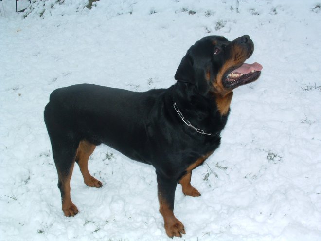 Photo de Rottweiler