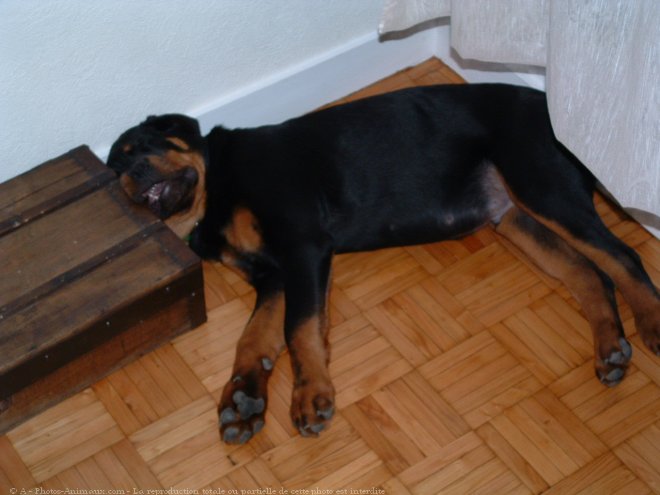 Photo de Rottweiler