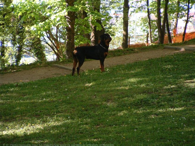 Photo de Rottweiler