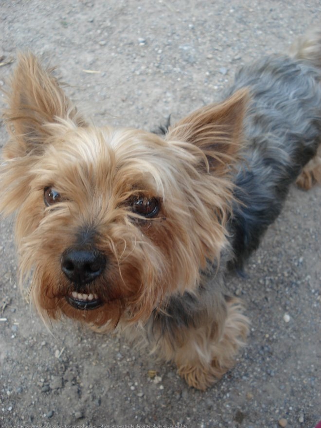 Photo de Yorkshire terrier