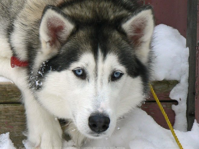 Photo de Husky siberien