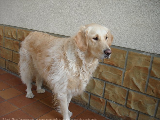 Photo de Golden retriever