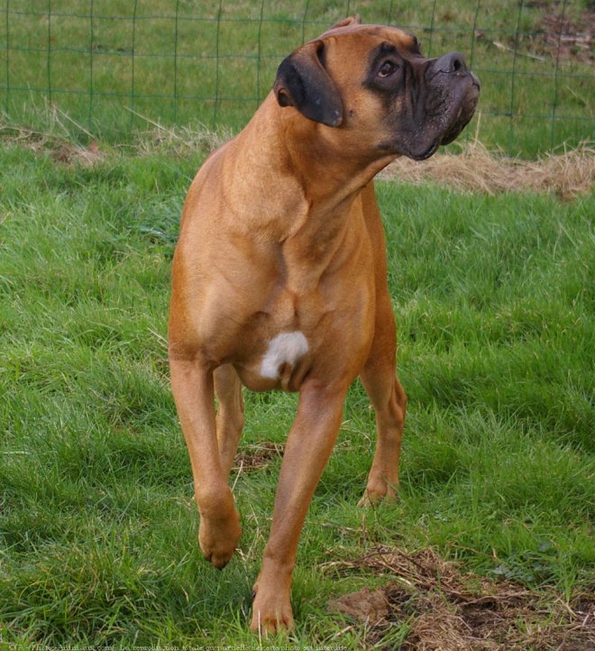 Photo de Boxer