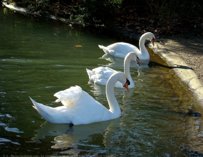 Photo de Cygne