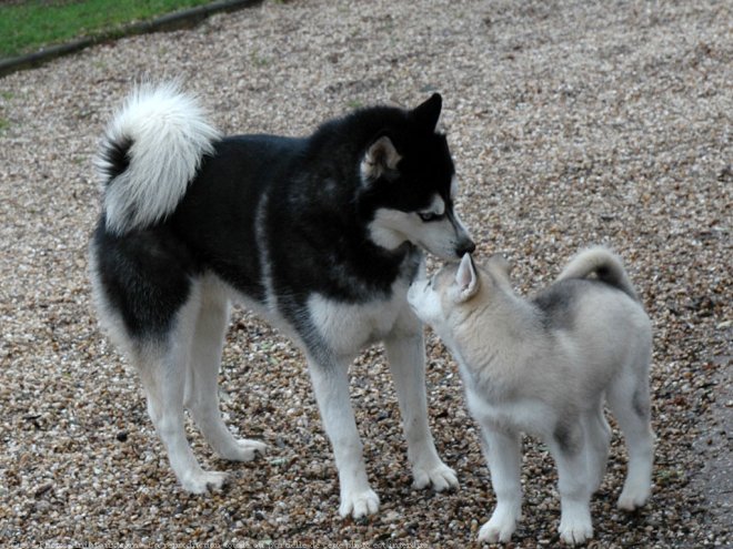 Photo de Husky siberien