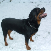 Photo de Rottweiler