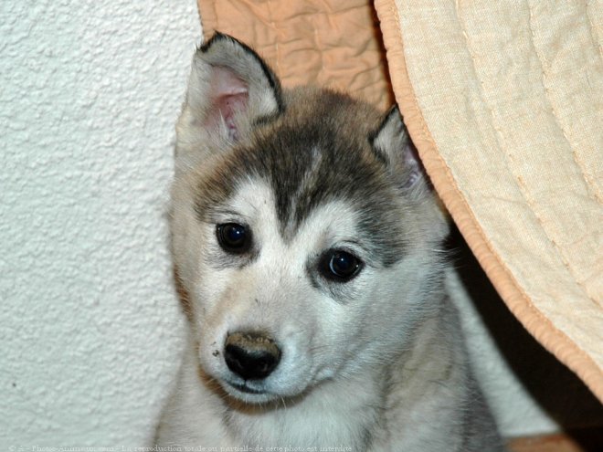 Photo de Husky siberien