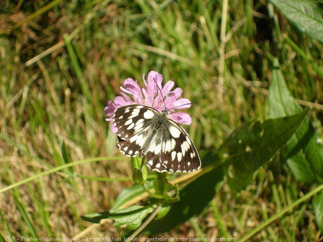 Photo de Papillon