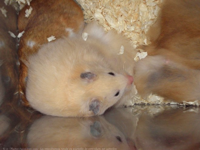 Photo de Hamster