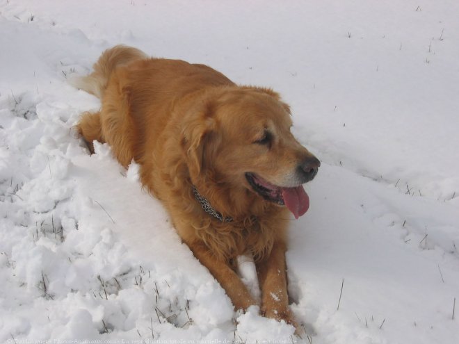 Photo de Golden retriever