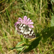 Photo de Papillon