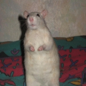 Photo de Rat