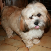 Photo de Lhassa apso