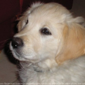 Photo de Golden retriever