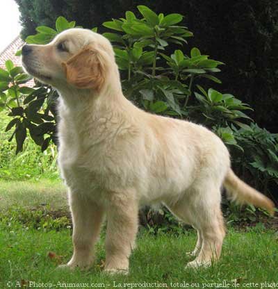 Photo de Golden retriever