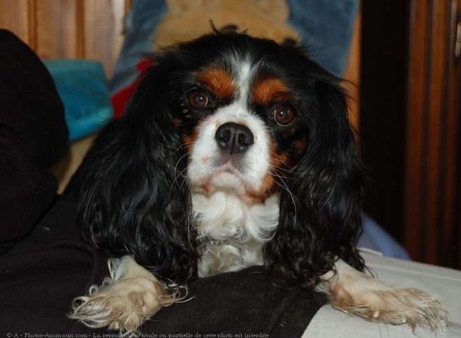 Photo de Cavalier king charles spaniel