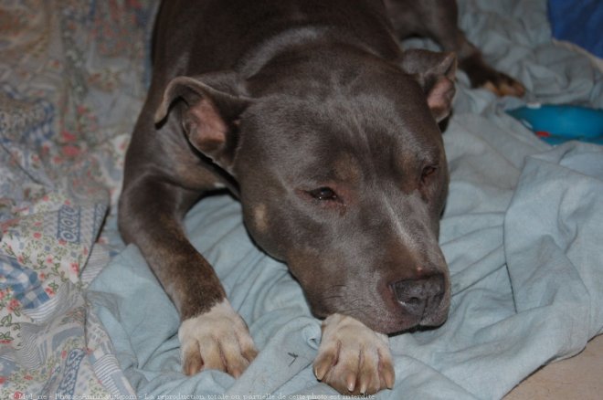 Photo d'American staffordshire terrier