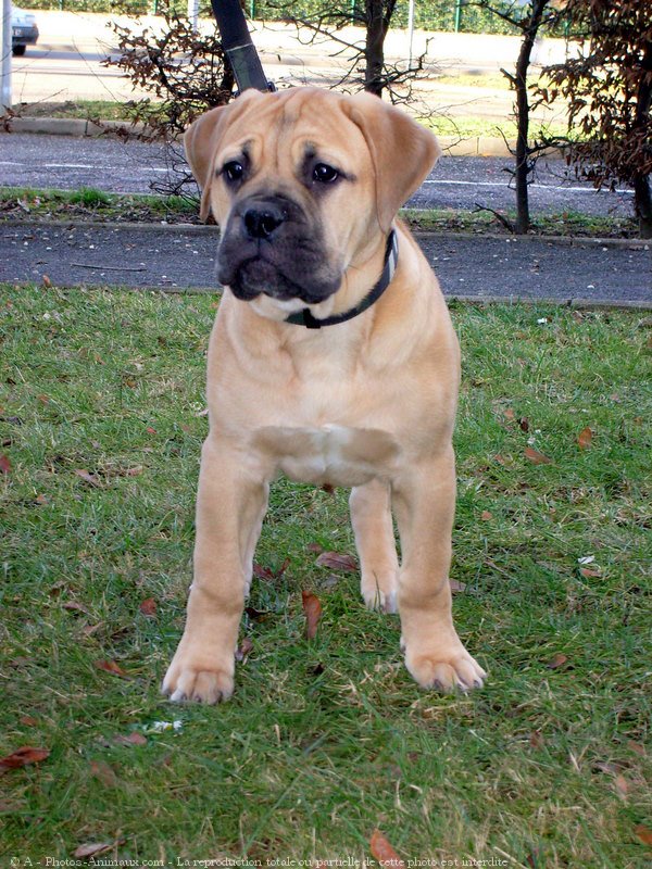 Photo de Bullmastiff