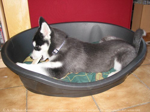 Photo de Husky siberien