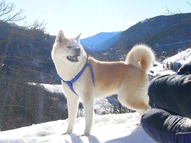 Photo d'Akita inu